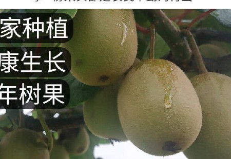 现货一件代发四川蒲江黄心猕猴桃奇异果当季时令水果供电商