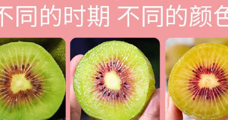 一件代发现货四川蒲江红心猕猴桃现摘新鲜奇异果多规格红阳猕猴桃