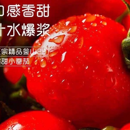 小番茄常规圣女果广西产地整车批发代办、代发一件代发对接平台。