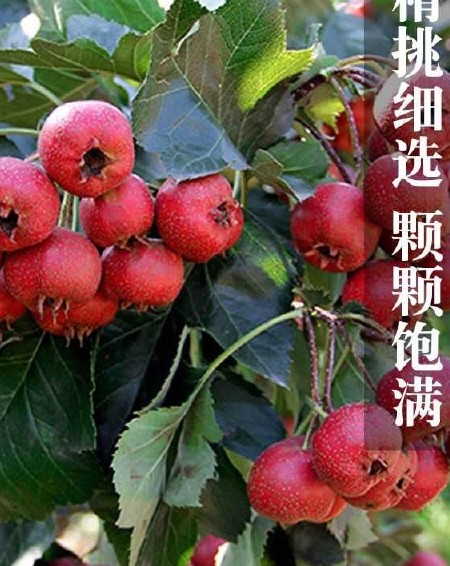 沂蒙山新鲜山楂甜红子山楂鲜果五棱大金星冰糖葫芦糖雪球产地直供