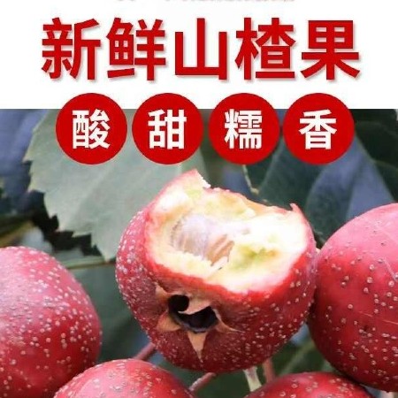 沂蒙山新鲜山楂甜红子山楂鲜果五棱大金星冰糖葫芦糖雪球产地直供