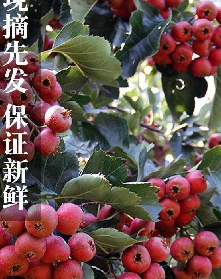 沂蒙山新鲜山楂甜红子山楂鲜果五棱大金星冰糖葫芦糖雪球产地直供