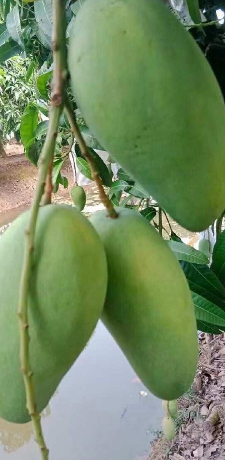 二级越南大青芒3.2元一斤一件批发对接市场商超甜品蛋糕饮品