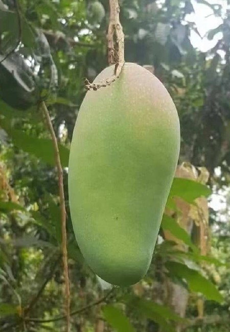 二级越南大青芒3.2元一斤一件批发对