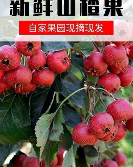 山东新鲜山楂 大五棱 山里红山楂果 产地直供