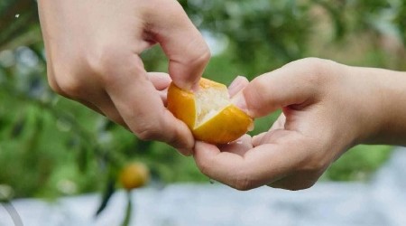 广西融安脆蜜金桔 产地发货 独立包装 核心产区