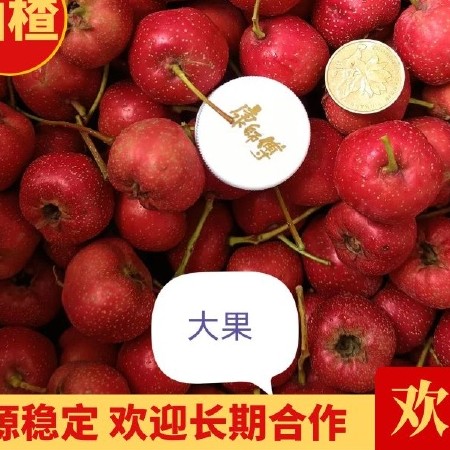 甜红子山楂，产地供应，自家农场，常年供应