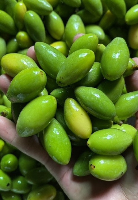 广东青橄榄，二号橄榄，有想法的找我聊，质量品优