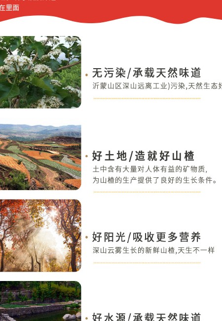 甜红子山楂果适应糖葫芦糖雪球甜口山楂