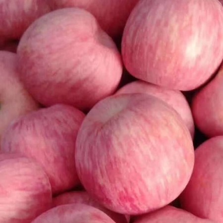 《苹果》红富士苹果 产地供应 脆甜多汁 全国发货 按需做货