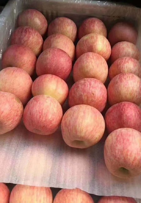 《苹果》红富士苹果 产地供应 脆甜多汁 全国发货 按需做货