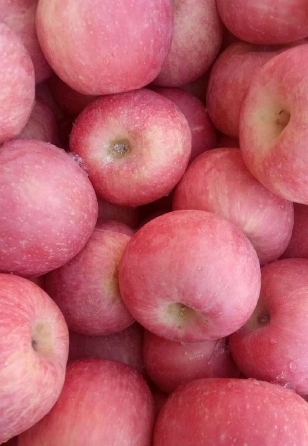 《苹果》红富士苹果 产地供应 脆甜多汁 全国发货 按需做货