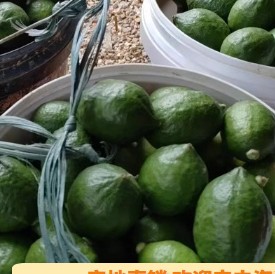 广东香水柠檬爆打柠檬茶新鲜10斤一级香味浓奶茶饮品专用水果