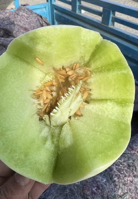 山东玉菇甜瓜，冰淇淋玉菇，软糯香甜，大量上市，对接电商团购