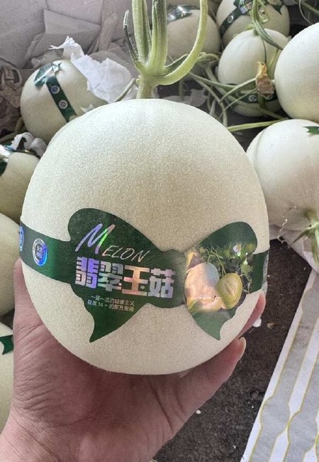 山东玉菇甜瓜，冰淇淋玉菇，软糯香甜，大量上市，对接电商团购