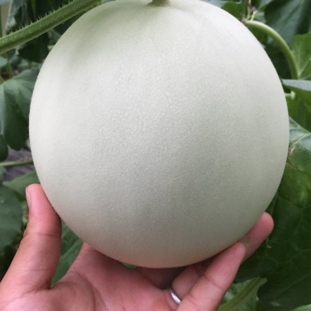 山东玉菇甜瓜，冰淇淋玉菇，软糯香甜，大量上市，对接电商团购