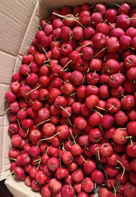 山东新泰甜红子山楂 产地直发