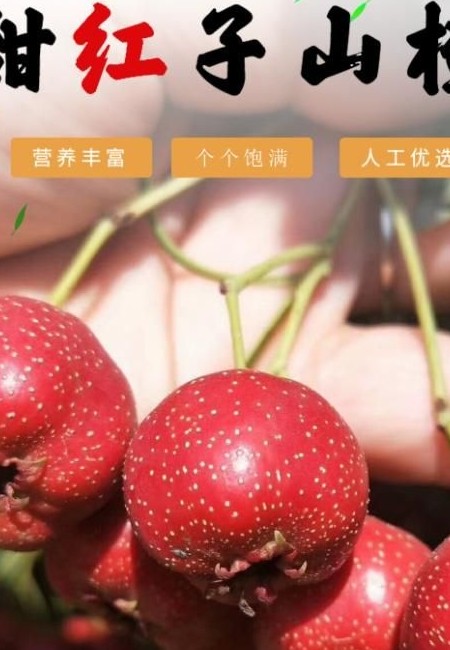 甜红子山楂果！大金星大五棱大棉球！做糖葫芦糖雪球专用！