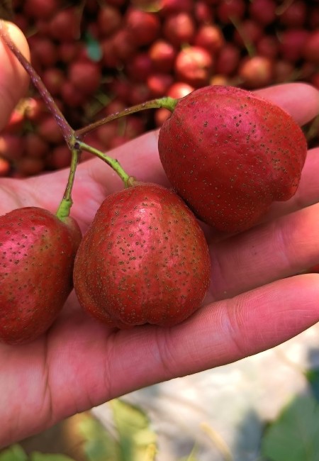 大五棱山楂，糖葫芦专用，净重发货。