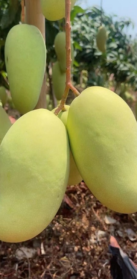 海南三亚金煌芒/水仙芒，大芒果一件代发，品质保证，售后无忧！