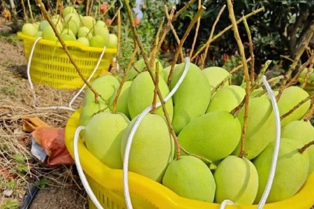 海南三亚金煌芒/水仙芒，大芒果一件代发，品质保证，售后无忧！