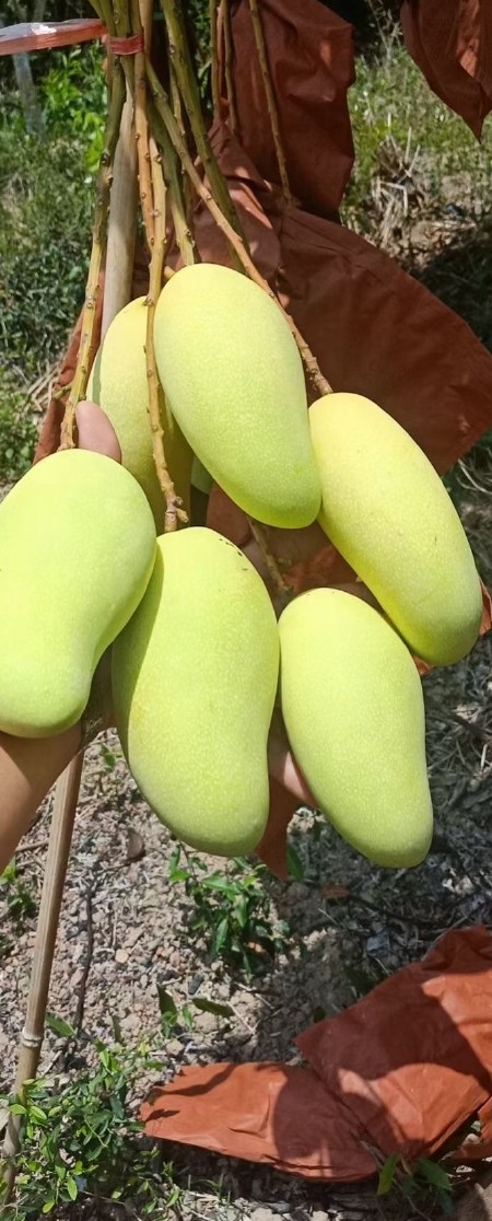 海南三亚金煌芒/水仙芒，大<font color=red>芒果</font>一件代