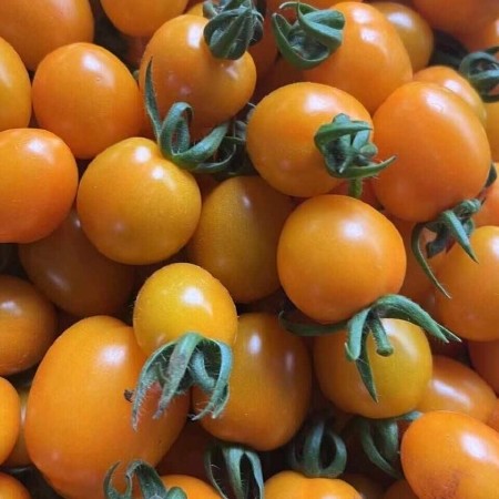 圣女果黄色小番茄口感型西红柿实力代办代发批发零售