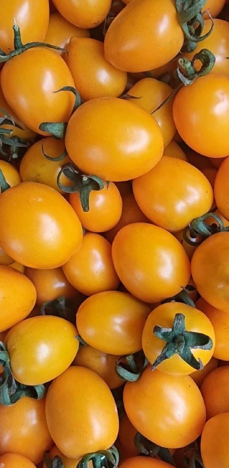 圣女果黄色小番茄口感型西红柿实力代办代发批发零售