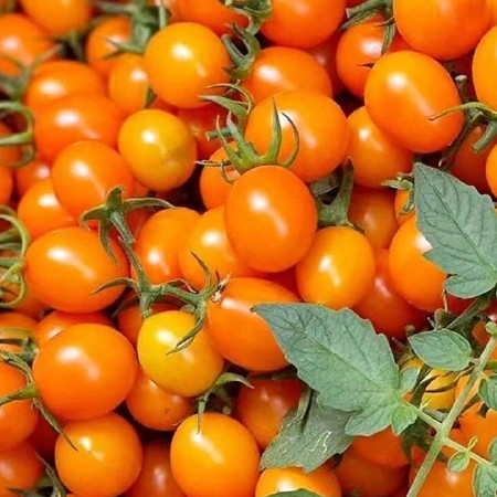 圣女果黄色小番茄口感型西红柿实力代办代发批发零售