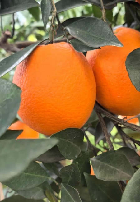 【湖南湘西高山纽荷尔橙子】大产地直供，品质优良口感好