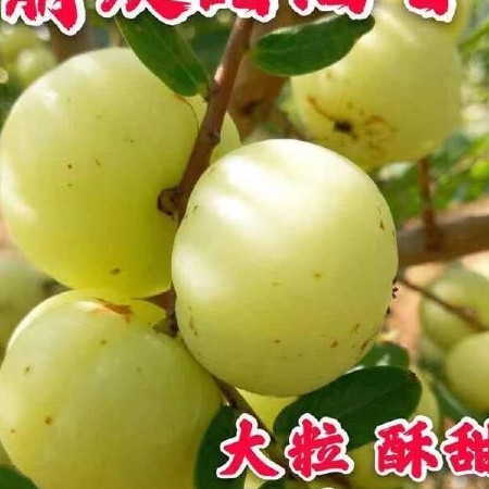 潮汕余甘果西饼甘甜油甘杮饼甘余甘果滇橄榄产地直销榨汁翻花果