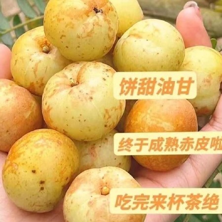潮汕余甘果西饼甘甜油甘杮饼甘余甘果滇橄榄产地直销榨汁翻花果