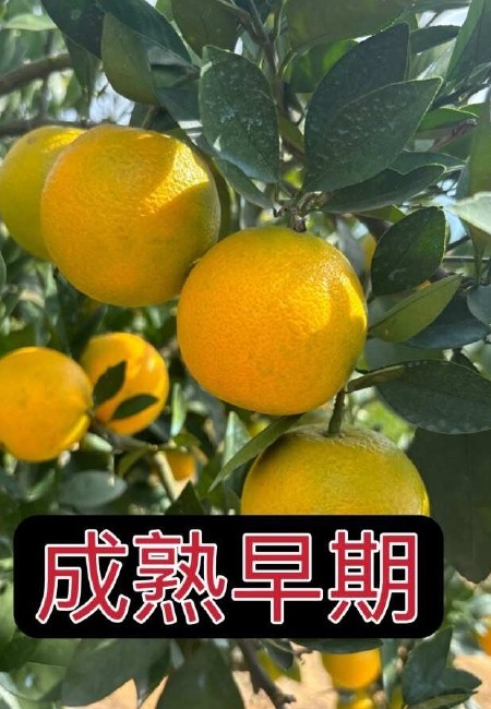 湖北秭归橙子九月红果冻橙新鲜采摘多汁水果批发【九斤装】包邮