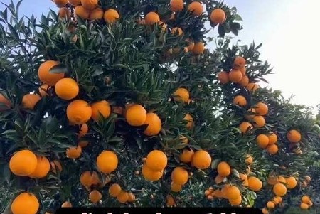 湖北秭归橙子九月红果冻橙新鲜采摘多汁水果批发【九斤装】包邮