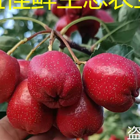 大五棱山楂 大金星 超金星 甜红子 糖葫芦专用，大量批发