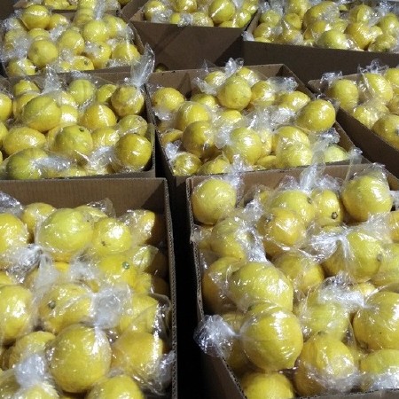 安岳黄柠檬市场货自家果园批发