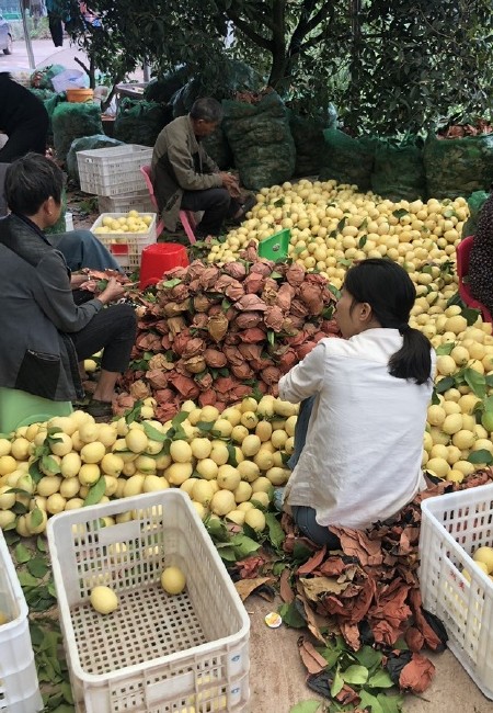 安岳黄柠檬市场货自家果园批发
