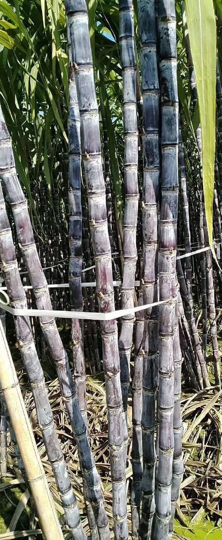 黑皮甘蔗 产地直销 一手货源 全国发货 品质保证 诚信经营