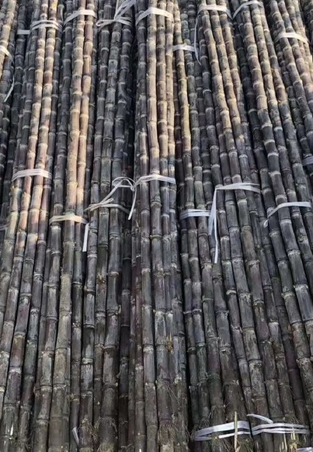 黑皮甘蔗 产地直销 一手货源 全国发货 品质保证 诚信经营