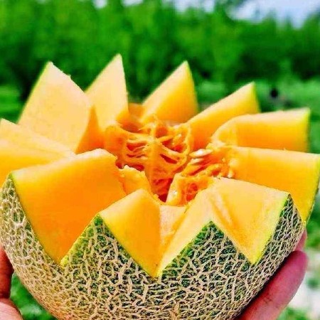 海南哈密瓜，一件代发，对接电商，商超 新鲜瓜果产地直发