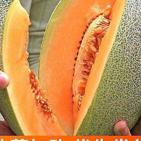 海南哈密瓜，一件代发，对接电商，商超 新鲜瓜果产地直发