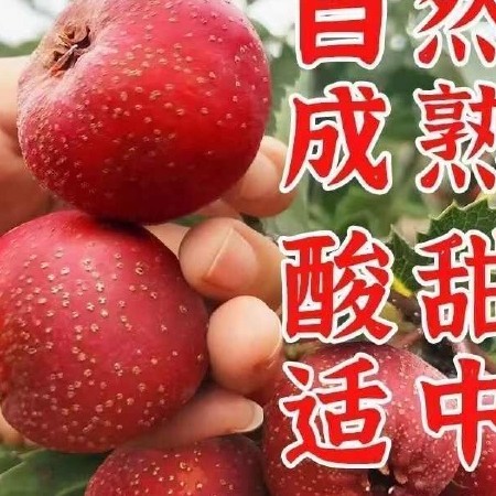 山东甜山楂鲜果甜红子红心甜口小山楂大五楞水果糖雪球专用