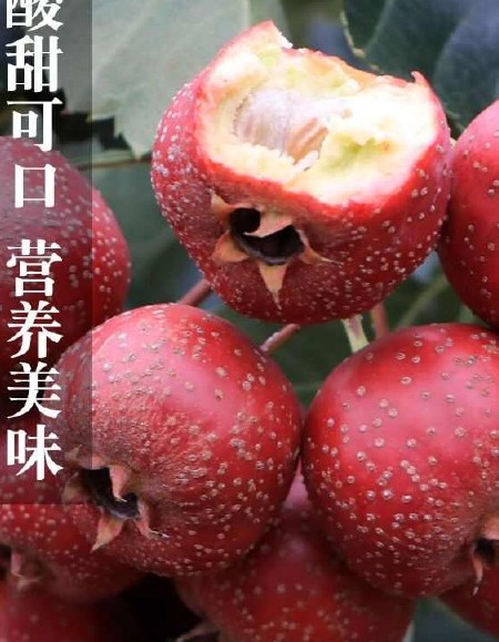 山东甜山楂鲜果甜红子红心甜口小山楂大五楞水果糖雪球专用