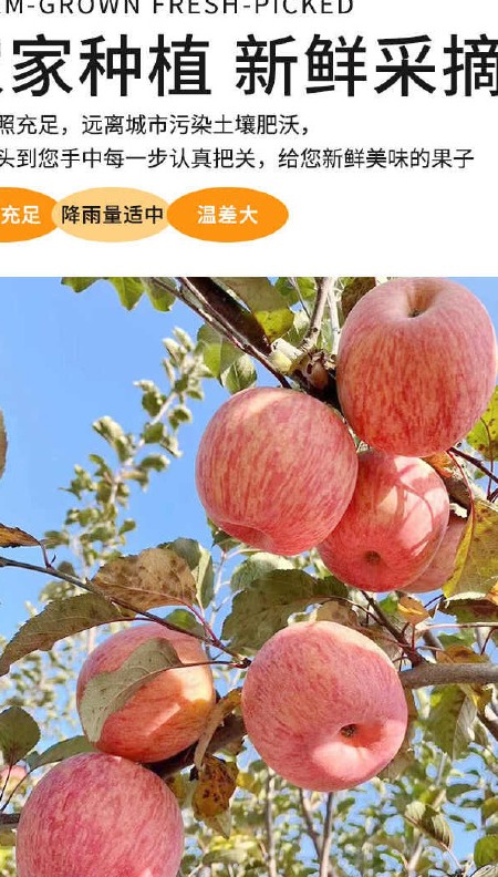 一件代发包邮整箱山东烟台红富士苹果爽脆甜多汁新鲜应季水果