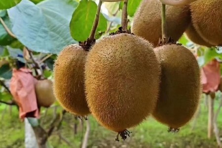 【果香浓郁】新鲜眉县徐香猕猴桃当季老少皆宜80-100克包邮