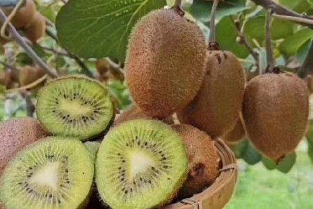 【果香浓郁】新鲜眉县徐香猕猴桃当季老少皆宜80-100克包邮