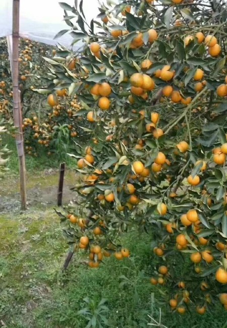 脆皮金桔 融安滑皮金桔，一手货源一件代发产地代办，大量批发