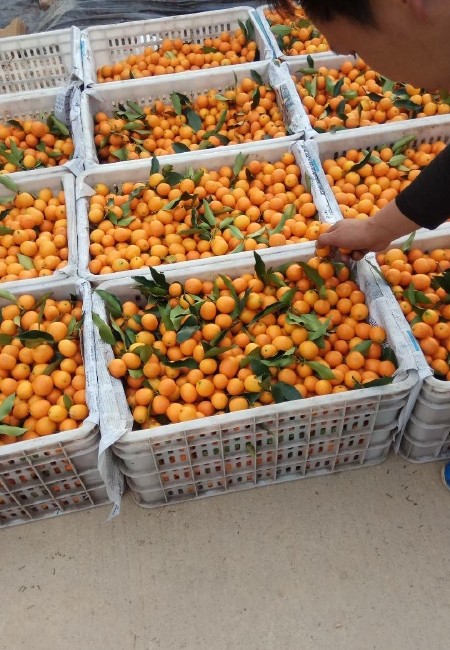 脆皮金桔 融安滑皮金桔，一手货源一件代发产地代办，大量批发