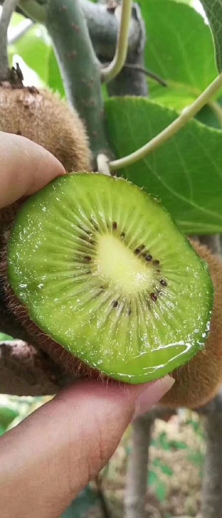 【软糯香甜】眉县绿心徐香猕猴桃品质大果新鲜现摘现发包邮