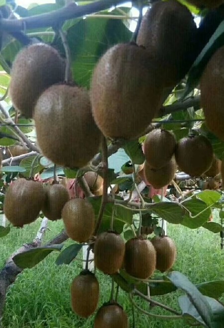 【软糯香甜】眉县绿心徐香猕猴桃品质大果新鲜现摘现发包邮